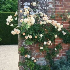 Rosa 'Buff Beauty' -Herbalife Shop pl0000002335 card3 lg