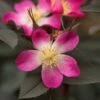 Rosa Glauca Pourr. 2 Rosa Glauca Pourr. -Herbalife Shop pl0000002337