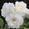 Rosa Iceberg ('Korbin') -Herbalife Shop pl0000002375