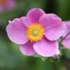 Anemone Hupehensis 'Hadspen Abundance' -Herbalife Shop pl0000002459