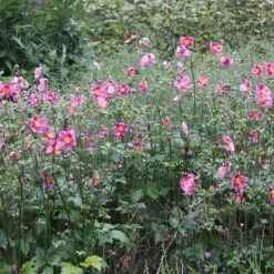 Anemone Hupehensis 'Hadspen Abundance' -Herbalife Shop pl0000002459 card2 lg