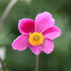 Anemone Hupehensis 'Hadspen Abundance' -Herbalife Shop pl0000002459 card3 lg