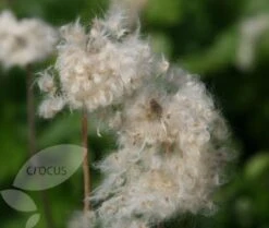 Anemone Hupehensis 'Hadspen Abundance' -Herbalife Shop pl0000002459 card4 lg