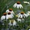 Echinacea Purpurea 'White Swan' -Herbalife Shop pl0000002725