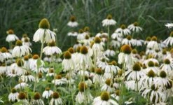 Echinacea Purpurea 'White Swan' -Herbalife Shop pl0000002725 card5 lg