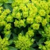 Euphorbia Palustris -Herbalife Shop pl0000002794