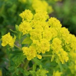 Euphorbia Palustris 9 Euphorbia Palustris -Herbalife Shop pl0000002794 card3 lg