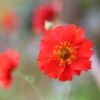 Geum 'Mrs J. Bradshaw' -Herbalife Shop pl0000002874