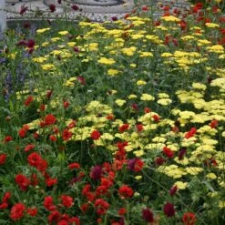 Geum 'Mrs J. Bradshaw' 6 Geum 'Mrs J. Bradshaw' -Herbalife Shop pl0000002874 card2 lg