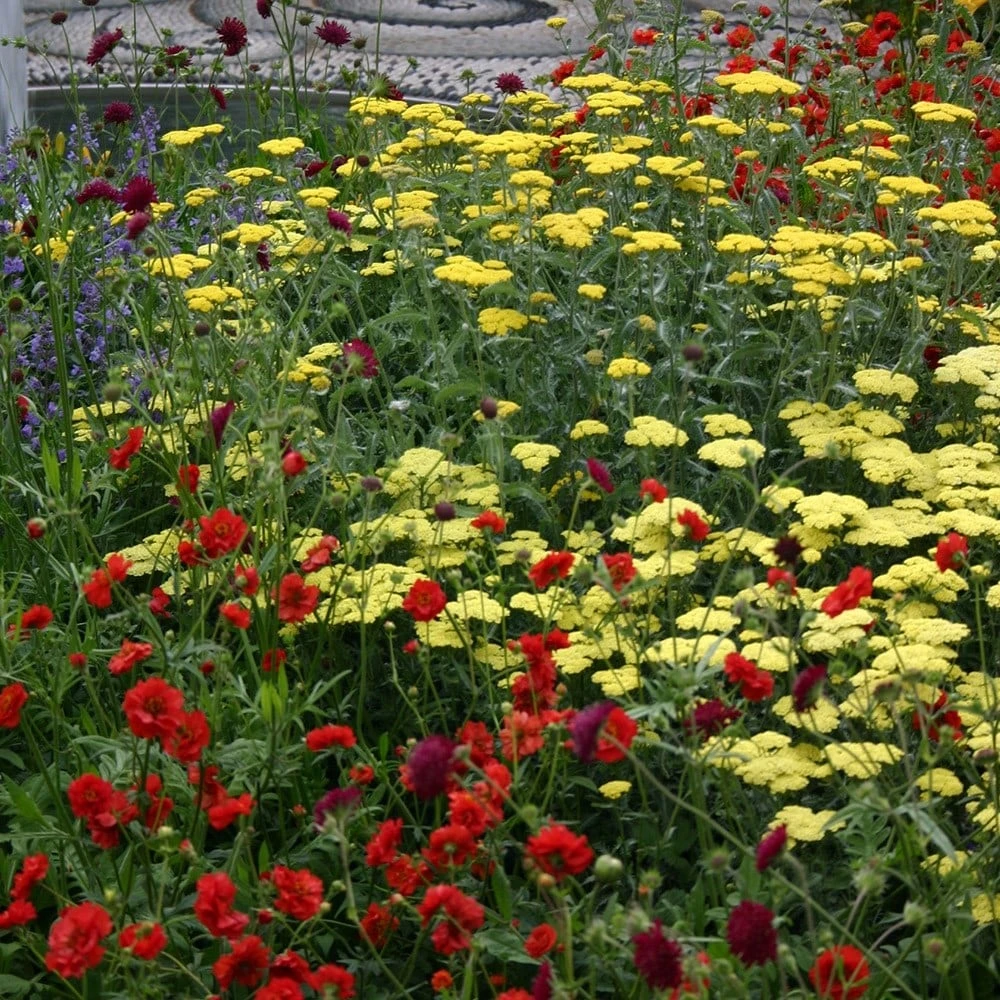 Geum 'Mrs J. Bradshaw' 4 Geum 'Mrs J. Bradshaw' - Image 2