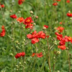 Geum 'Mrs J. Bradshaw' 7 Geum 'Mrs J. Bradshaw' -Herbalife Shop pl0000002874 card3 lg