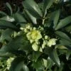 Helleborus Argutifolius -Herbalife Shop pl0000002907