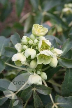 Helleborus Argutifolius -Herbalife Shop pl0000002907 card3 lg