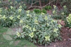 Helleborus Argutifolius -Herbalife Shop pl0000002907 card4 lg