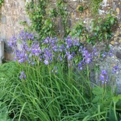 Iris 'Tropic Night' -Herbalife Shop pl0000003109 card2 lg