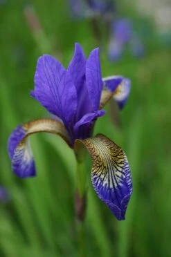 Iris 'Tropic Night' -Herbalife Shop pl0000003109 card4 lg