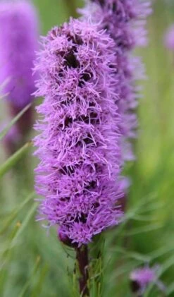 Liatris Spicata 'Kobold' -Herbalife Shop pl0000003153 card3 lg