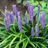 Liriope Muscari -Herbalife Shop pl0000003173