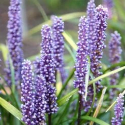 Liriope Muscari -Herbalife Shop pl0000003173 card2 lg