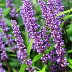 Liriope Muscari -Herbalife Shop pl0000003173 card5 lg