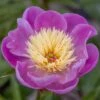 Paeonia Lactiflora 'Bowl Of Beauty' -Herbalife Shop pl0000003290