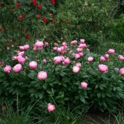 Paeonia Lactiflora 'Bowl Of Beauty' -Herbalife Shop pl0000003290 card2 lg