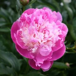 Paeonia Lactiflora 'Bowl Of Beauty' -Herbalife Shop pl0000003290 card3 lg