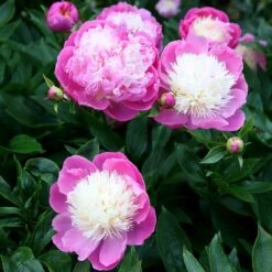 Paeonia Lactiflora 'Bowl Of Beauty' -Herbalife Shop pl0000003290 card5 lg