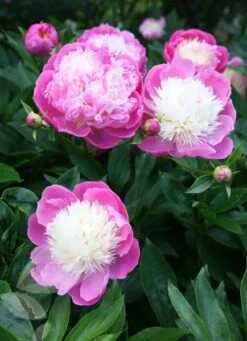 Paeonia Lactiflora 'Bowl Of Beauty' -Herbalife Shop pl0000003290 card6 lg