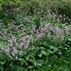 Bistorta Officinalis 'Superba' -Herbalife Shop pl0000003393 card2 lg