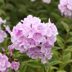 Phlox Paniculata 'Franz Schubert' 8 Phlox Paniculata 'Franz Schubert' -Herbalife Shop pl0000003413 card3 lg