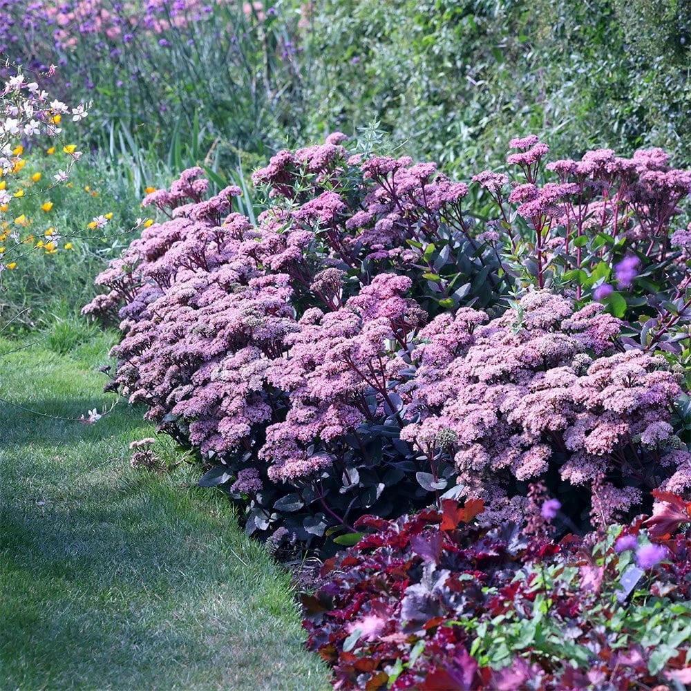 Hylotelephium 'Matrona' 4 Hylotelephium 'Matrona' - Image 2