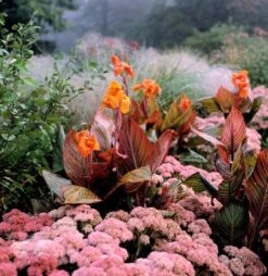 Hylotelephium 'Matrona' 8 Hylotelephium 'Matrona' -Herbalife Shop pl0000003599 card3 lg