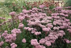 Hylotelephium 'Matrona' 9 Hylotelephium 'Matrona' -Herbalife Shop pl0000003599 card4 lg