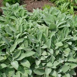 Stachys Byzantina 'Big Ears' -Herbalife Shop pl0000003619 card4 lg
