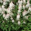 Tiarella 'Spring Symphony' (PBR) 1 Tiarella 'Spring Symphony' (PBR) -Herbalife Shop pl0000003654