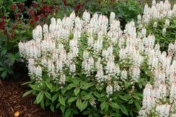 Tiarella 'Spring Symphony' (PBR) 7 Tiarella 'Spring Symphony' (PBR) -Herbalife Shop pl0000003654 card2 lg