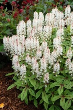 Tiarella 'Spring Symphony' (PBR) 8 Tiarella 'Spring Symphony' (PBR) -Herbalife Shop pl0000003654 card3 lg