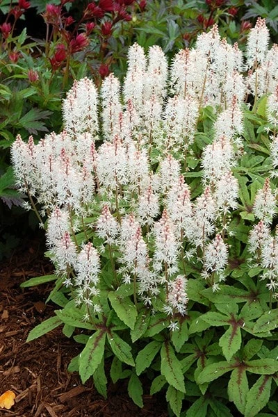 Tiarella 'Spring Symphony' (PBR) 6 Tiarella 'Spring Symphony' (PBR) - Image 4