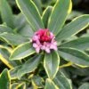 Daphne Odora 'Aureomarginata' -Herbalife Shop pl0000003751