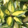 Elaeagnus × Submacrophylla 'Limelight' -Herbalife Shop pl0000003775