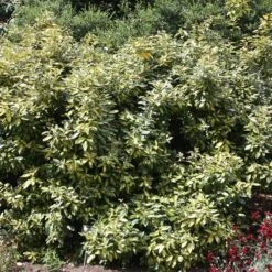 Elaeagnus × Submacrophylla 'Limelight' -Herbalife Shop pl0000003775 card2 lg