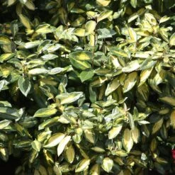 Elaeagnus × Submacrophylla 'Limelight' -Herbalife Shop pl0000003775 card3 lg