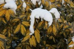 Elaeagnus × Submacrophylla 'Limelight' -Herbalife Shop pl0000003775 card4 lg