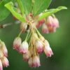 Enkianthus Campanulatus -Herbalife Shop pl0000003778