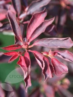 Enkianthus Campanulatus -Herbalife Shop pl0000003778 card4 lg