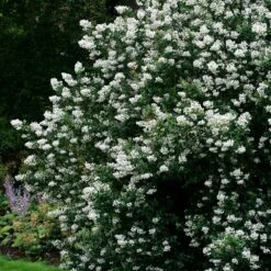 Escallonia 'Iveyi' -Herbalife Shop pl0000003796 card2 lg