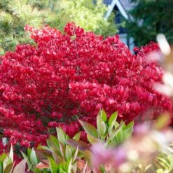 Euonymus Alatus -Herbalife Shop pl0000003811 card2 lg