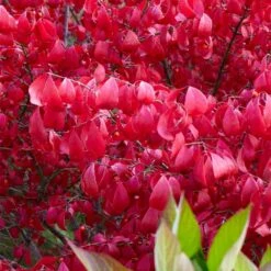 Euonymus Alatus -Herbalife Shop pl0000003811 card3 lg