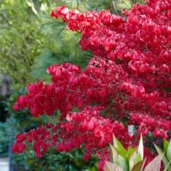 Euonymus Alatus -Herbalife Shop pl0000003811 card4 lg